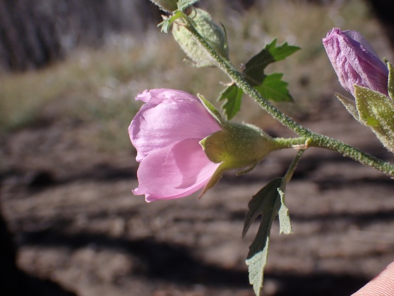 Baker's Wild Hollyhock photo 6