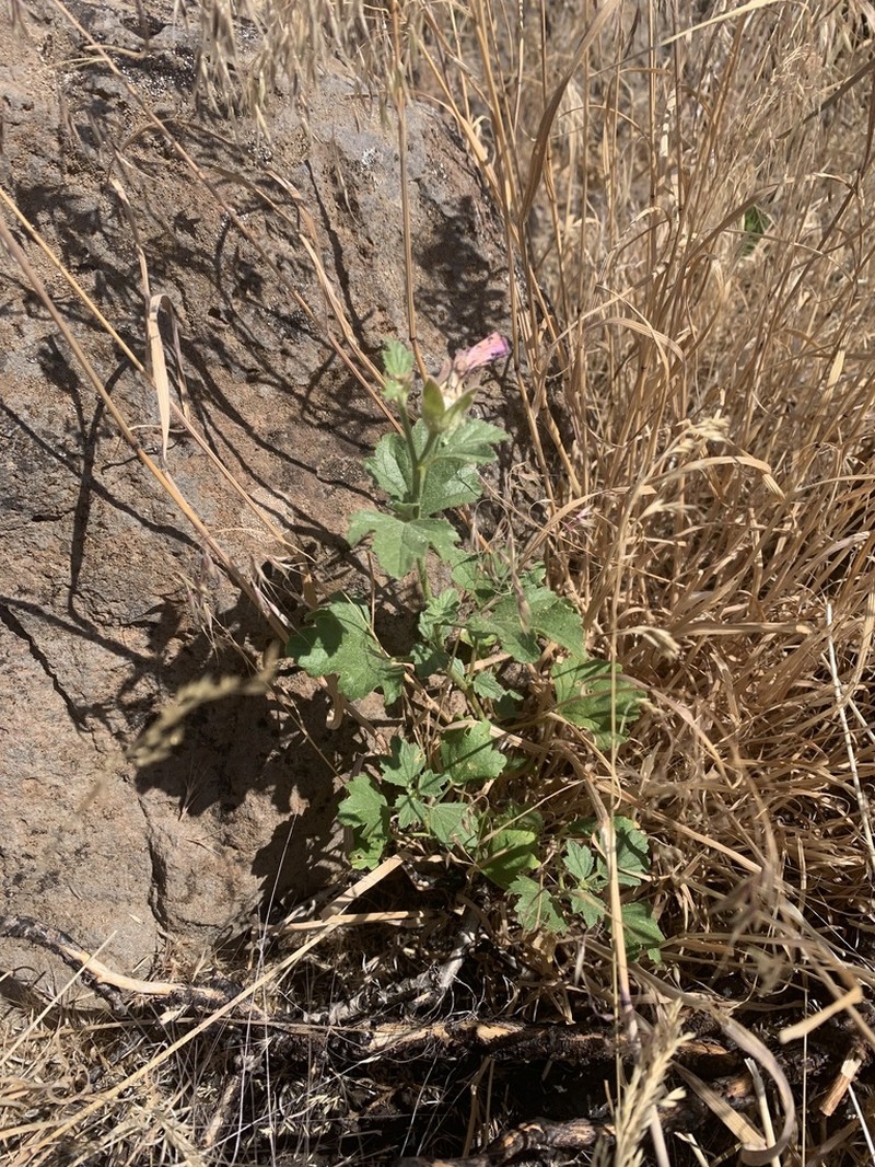 Baker's Wild Hollyhock photo 7