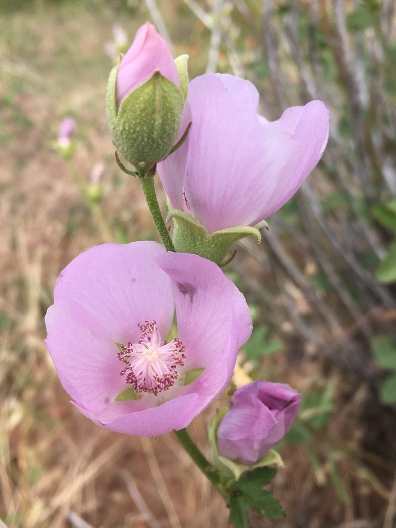 Baker's Wild Hollyhock photo 8