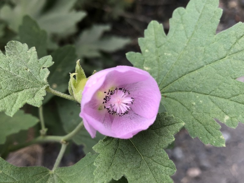 California Wild Hollyhock