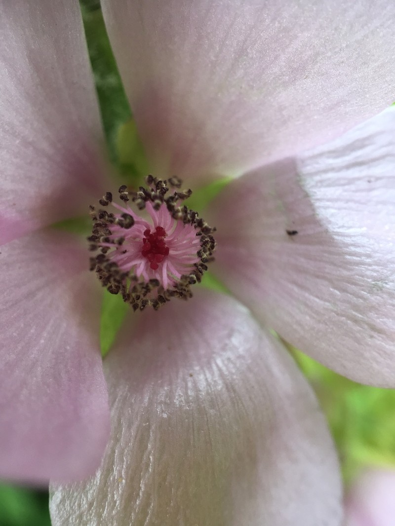 California Wild Hollyhock photo 2