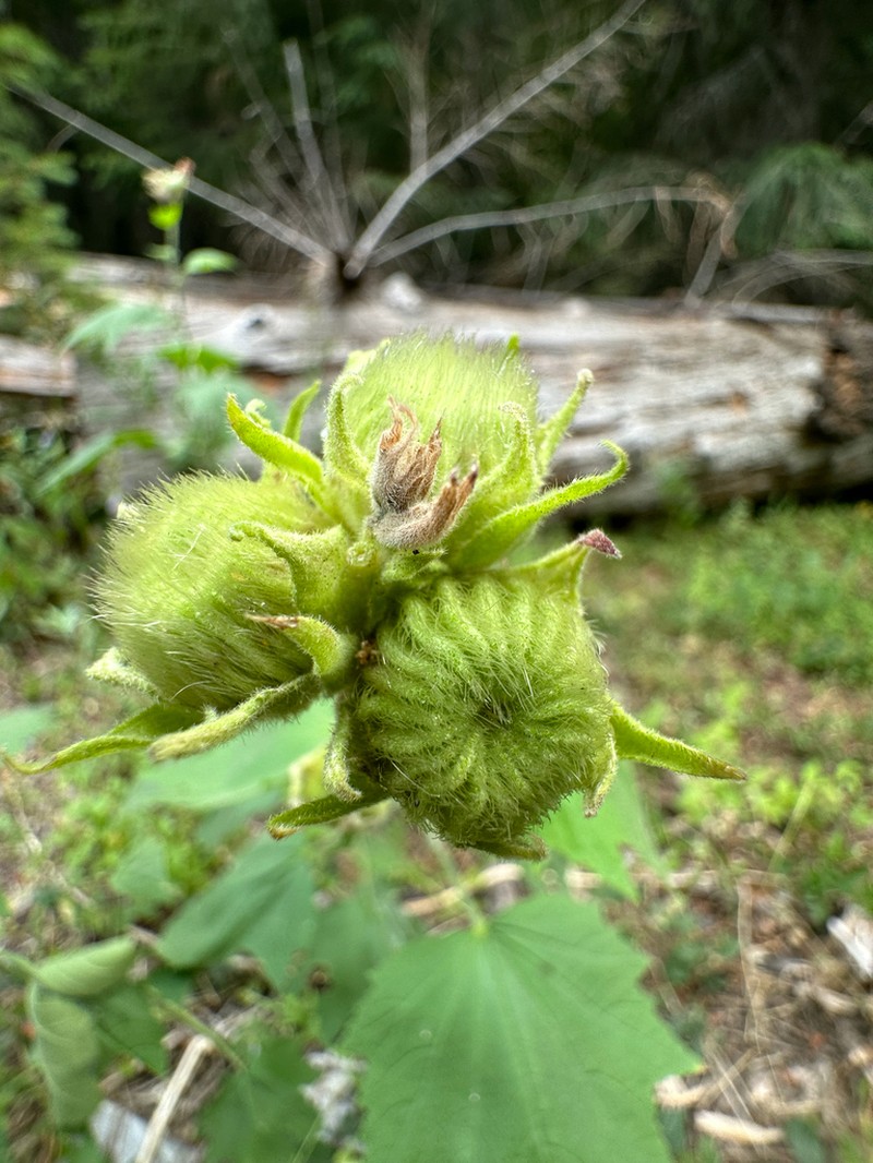 California Wild Hollyhock photo 3