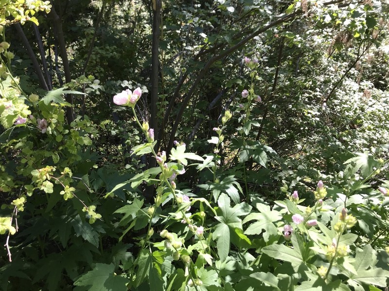 California Wild Hollyhock photo 5