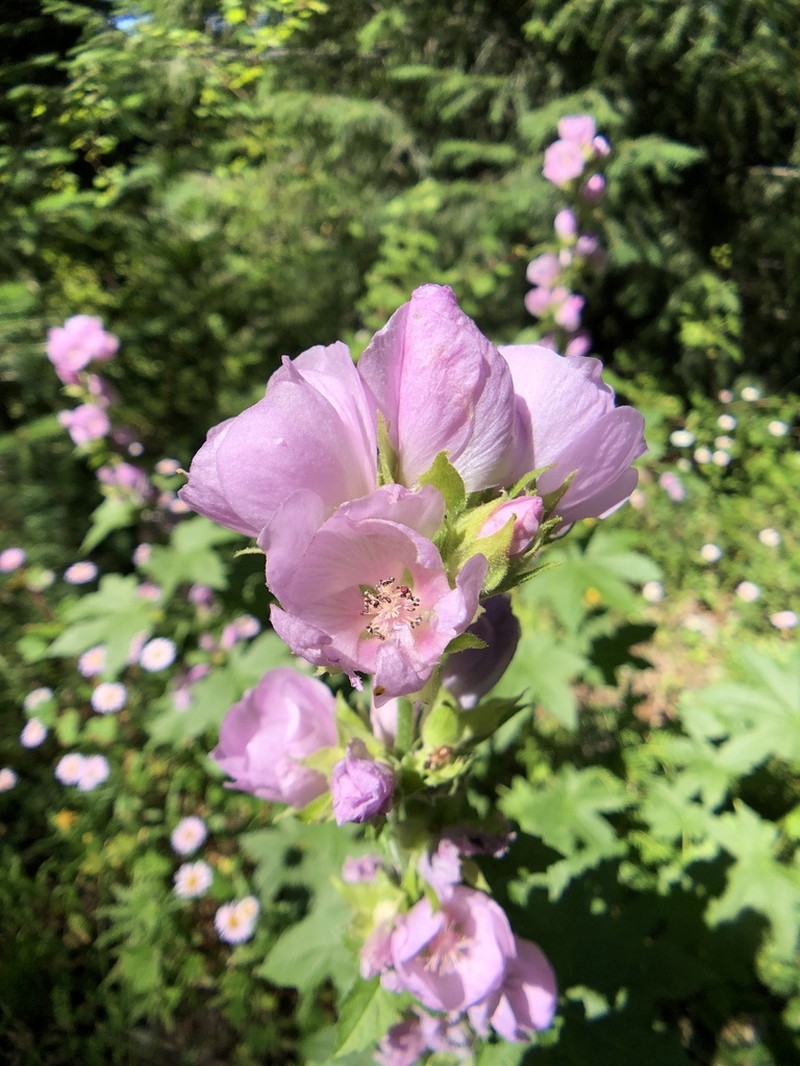 California Wild Hollyhock photo 6
