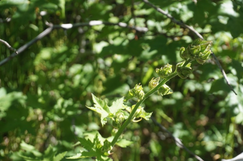 California Wild Hollyhock photo 8