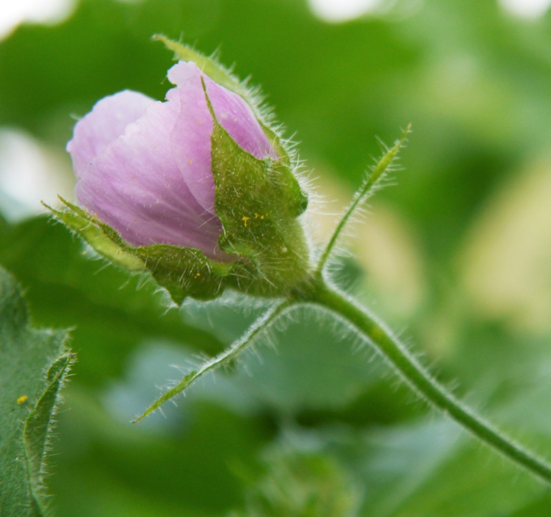 Longsepal Wild Hollyhock