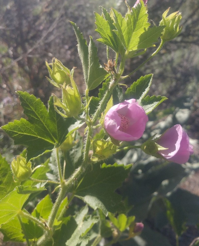Longsepal Wild Hollyhock