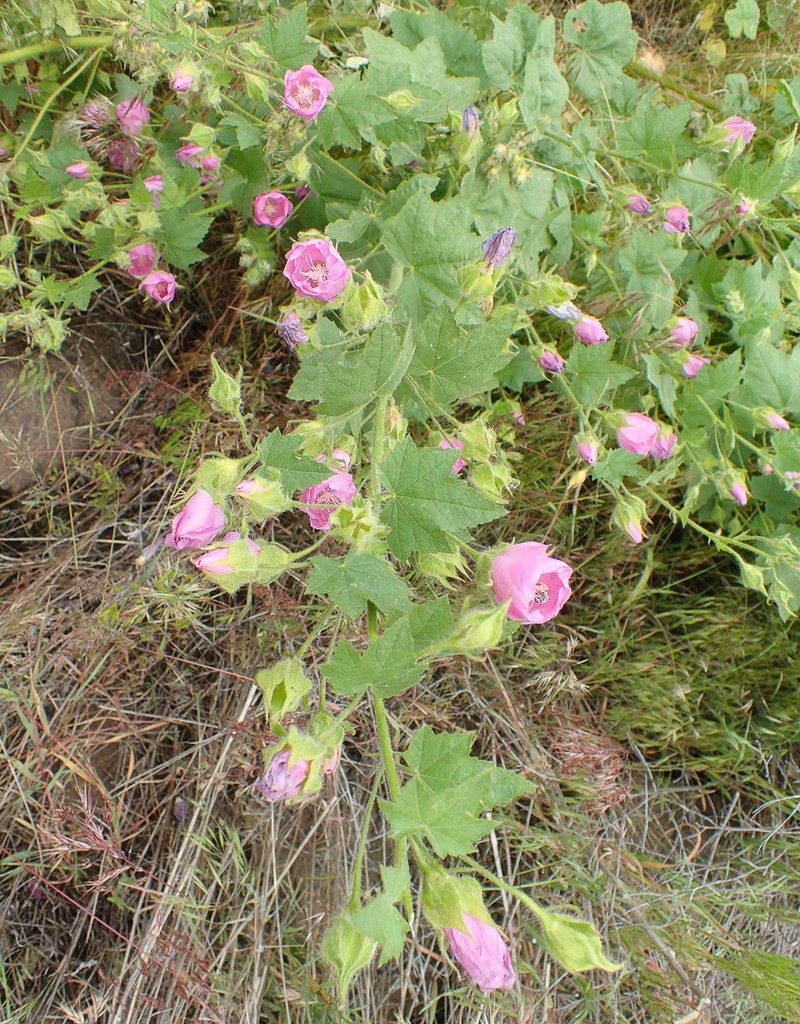 Longsepal Wild Hollyhock photo 2