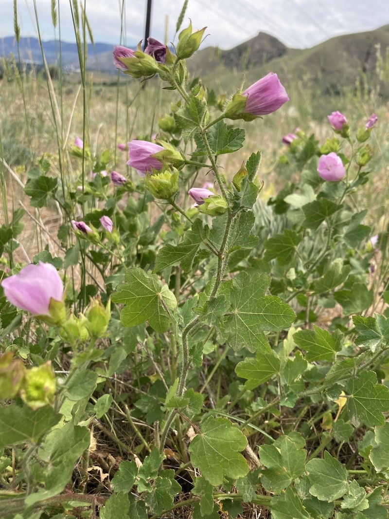 Longsepal Wild Hollyhock photo 3