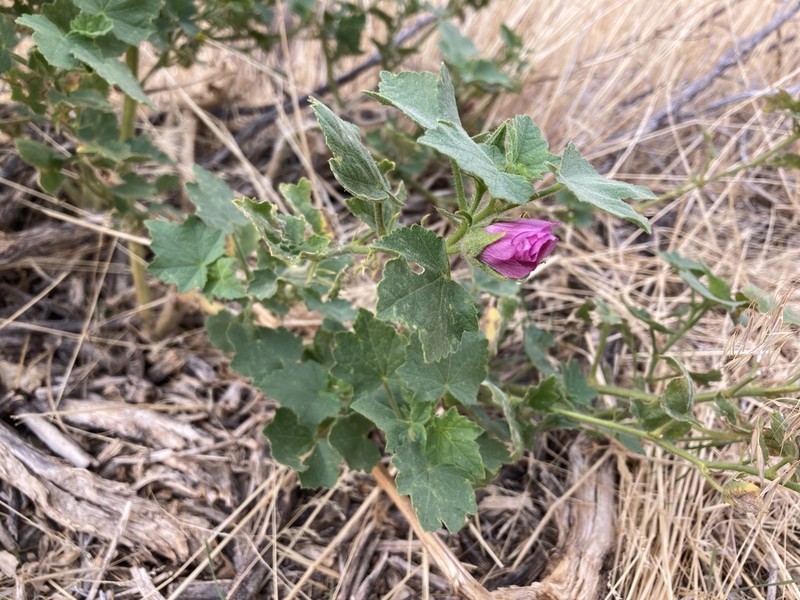 Longsepal Wild Hollyhock photo 4