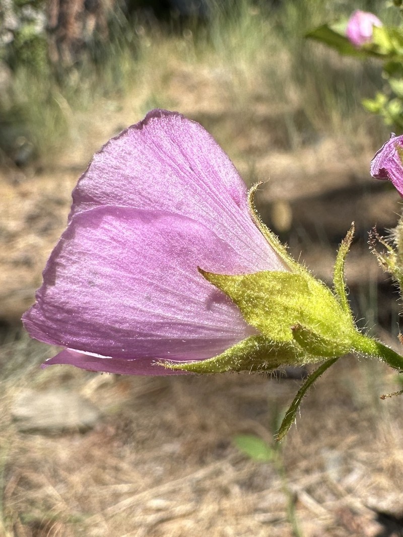 Longsepal Wild Hollyhock photo 5