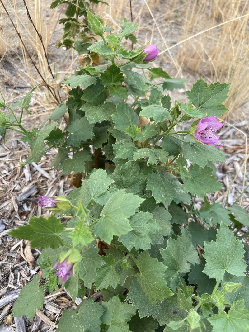 Longsepal Wild Hollyhock photo 6