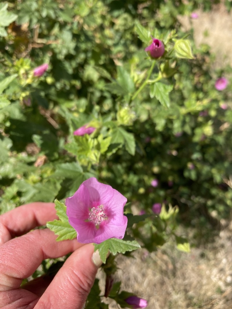 Longsepal Wild Hollyhock photo 7