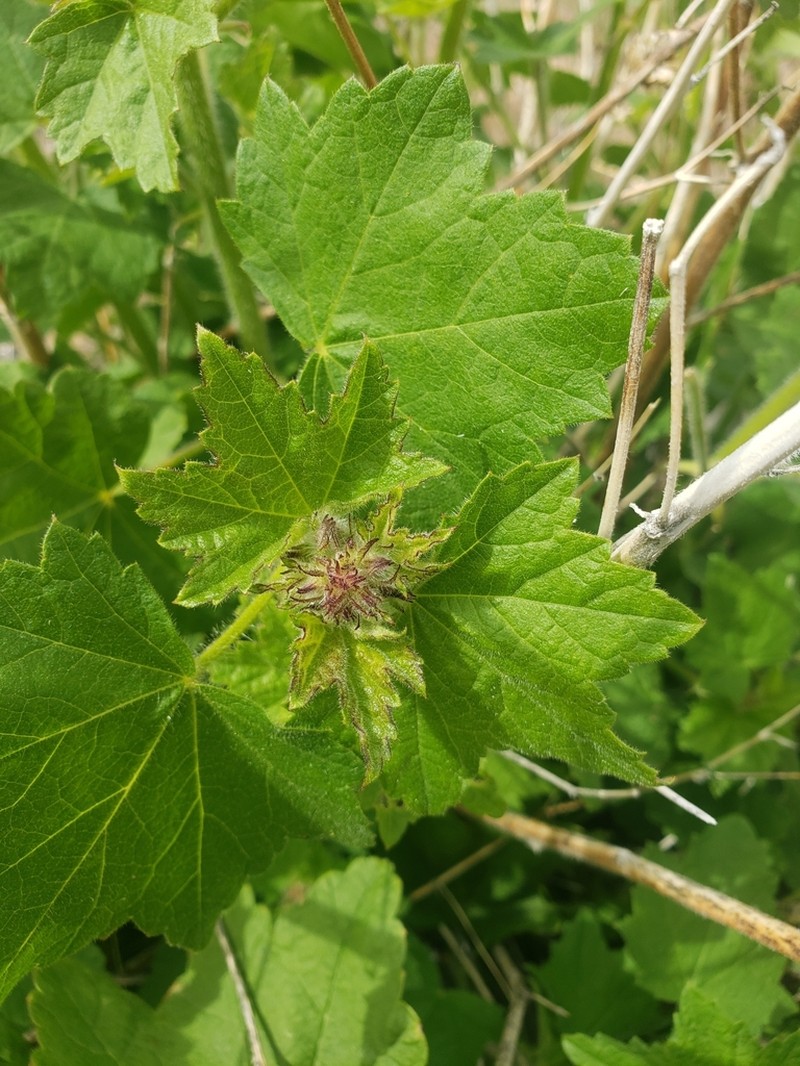 Longsepal Wild Hollyhock photo 8