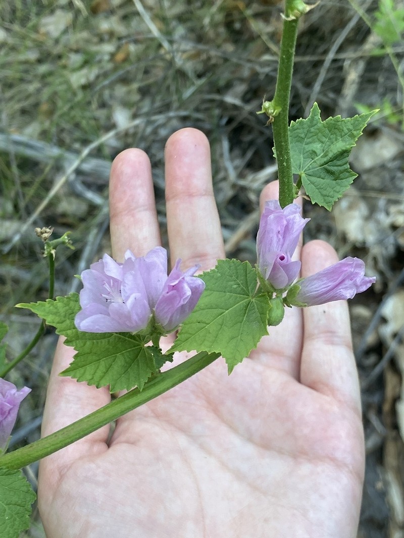 Streambank Wild Hollyhock