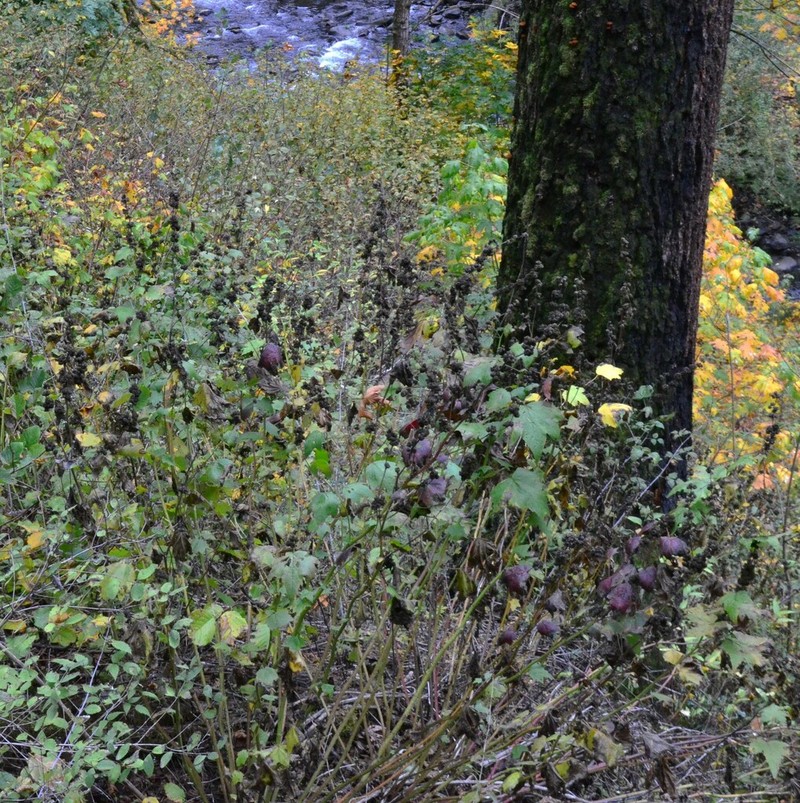 Streambank Wild Hollyhock photo 2
