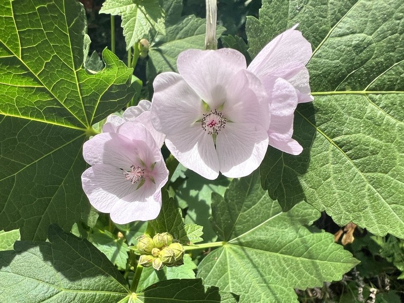 Streambank Wild Hollyhock photo 3