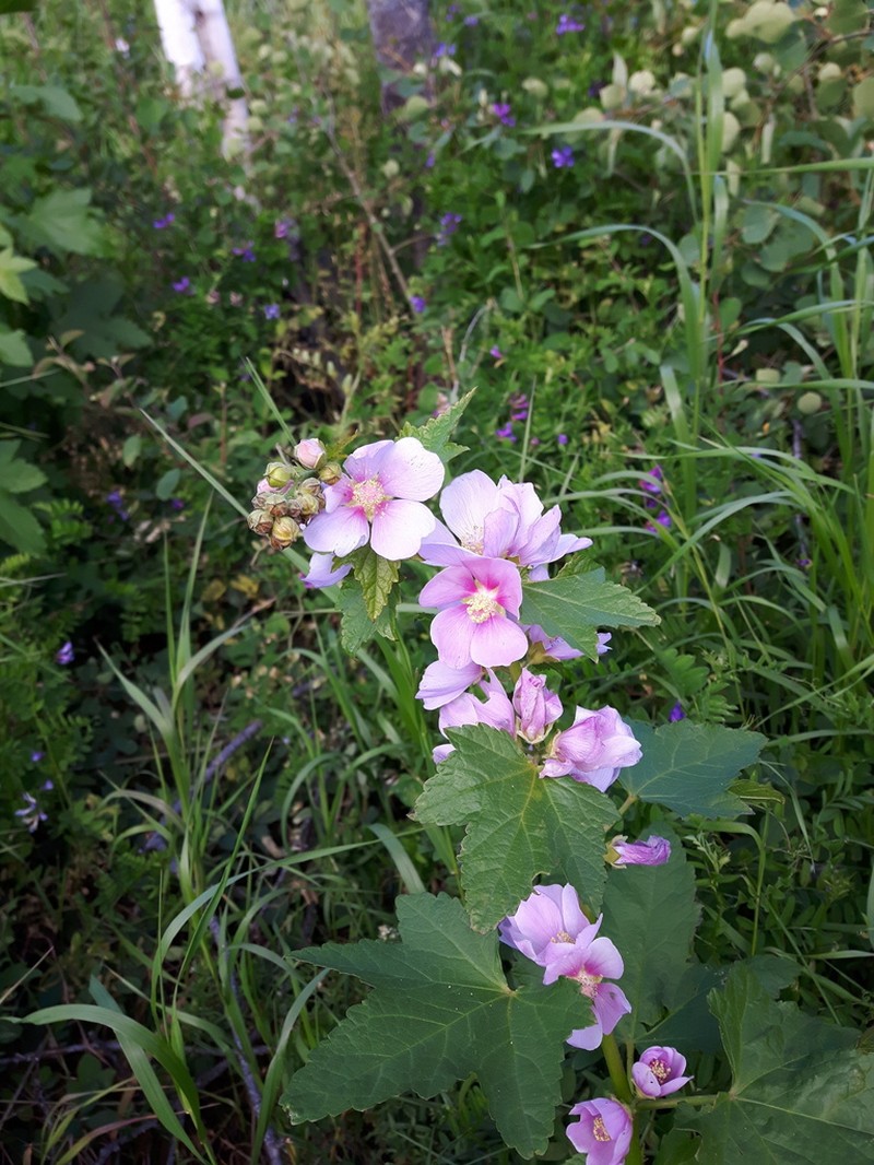 Streambank Wild Hollyhock photo 4
