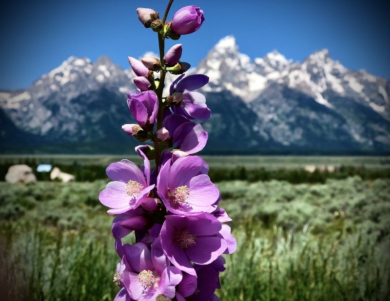 Streambank Wild Hollyhock photo 5