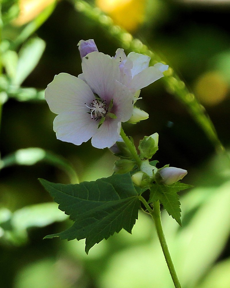 Streambank Wild Hollyhock photo 6