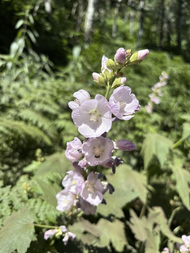 Streambank Wild Hollyhock photo 7