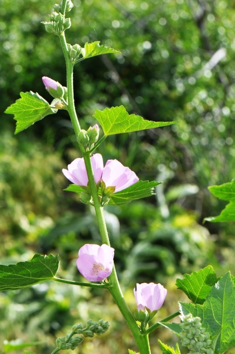 Streambank Wild Hollyhock photo 8