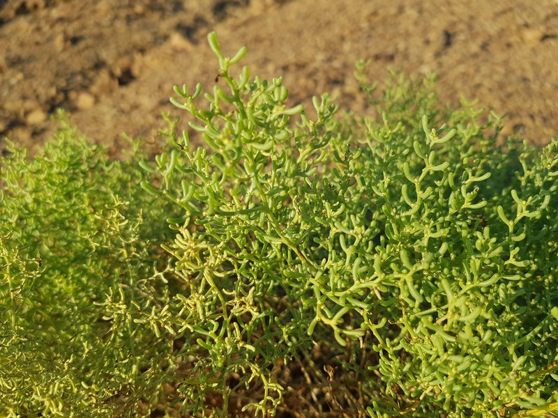 Iljinia regelii