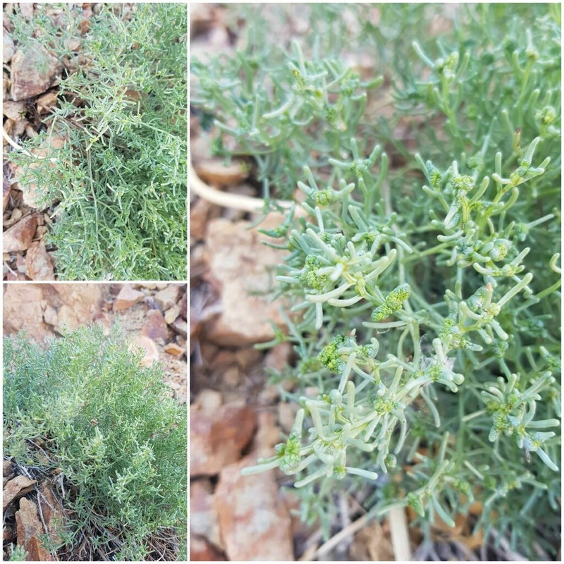 Iljinia regelii photo 6