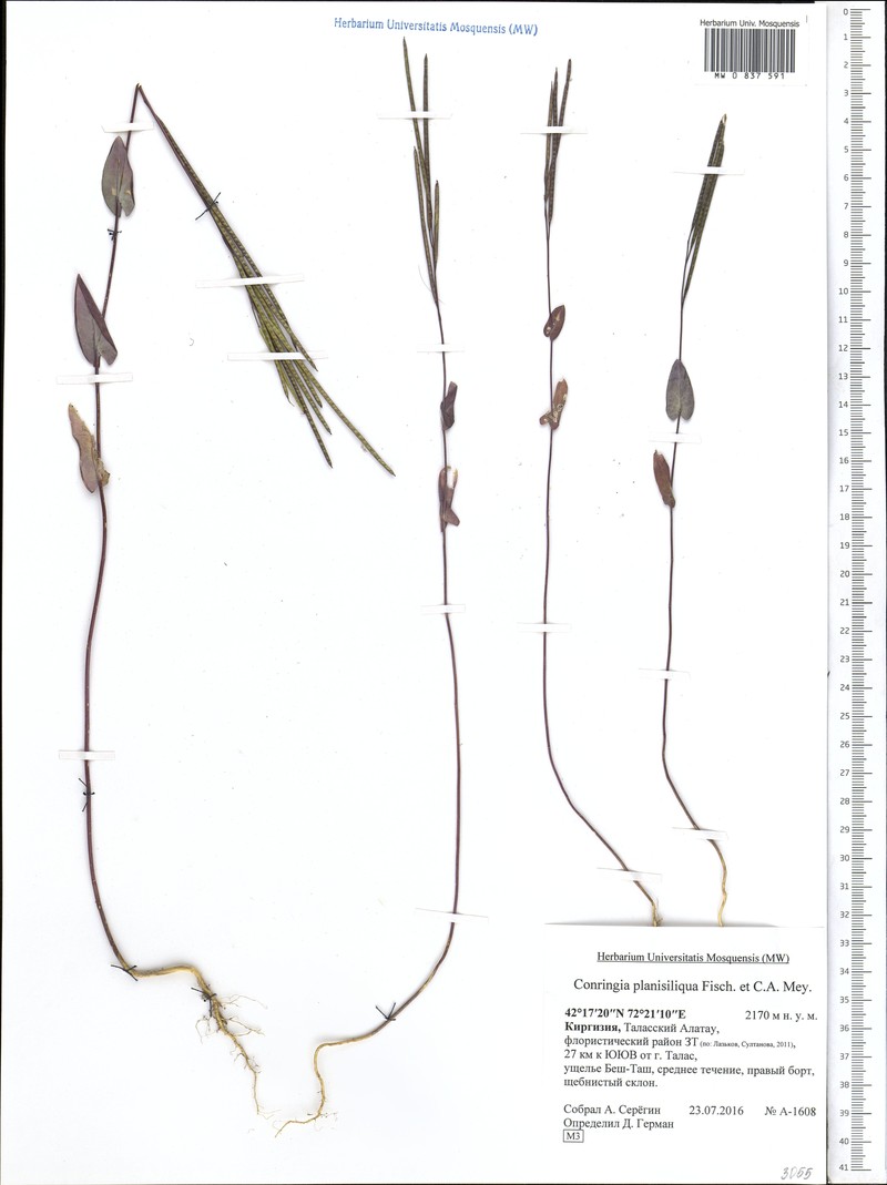 Iljinskaea planisiliqua