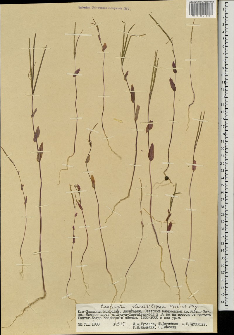 Iljinskaea planisiliqua photo 2