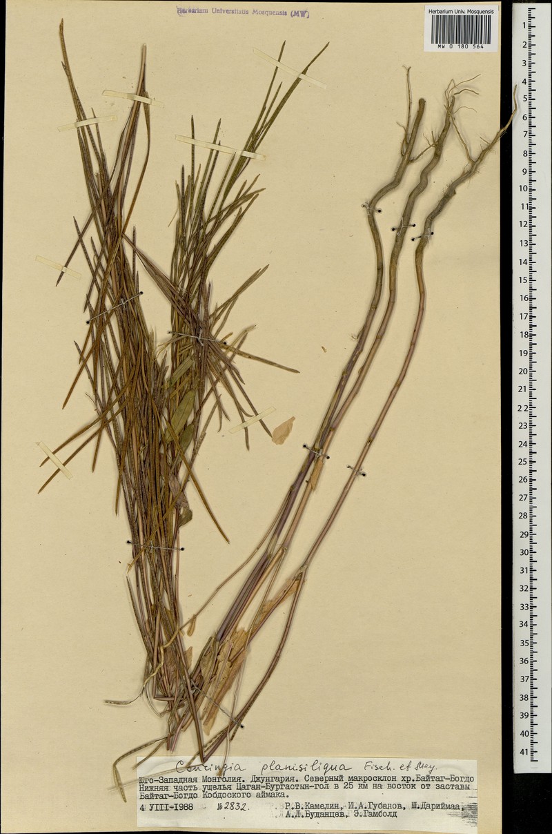 Iljinskaea planisiliqua photo 3