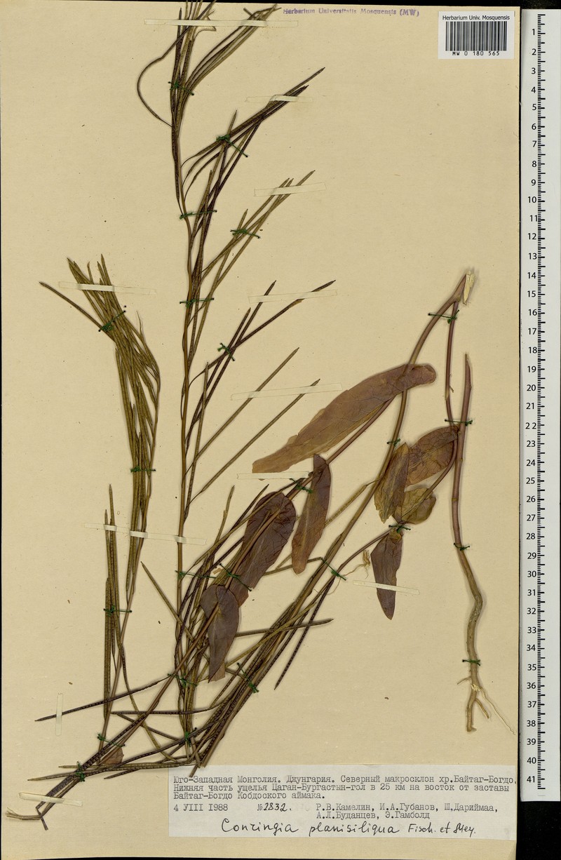 Iljinskaea planisiliqua photo 4