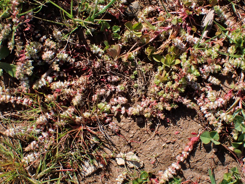 Coral Necklace photo 3