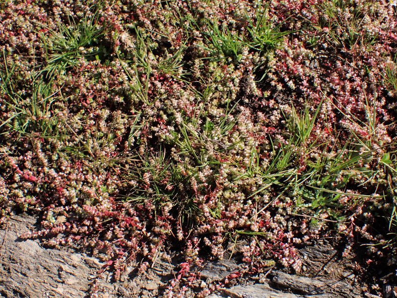 Coral Necklace photo 6