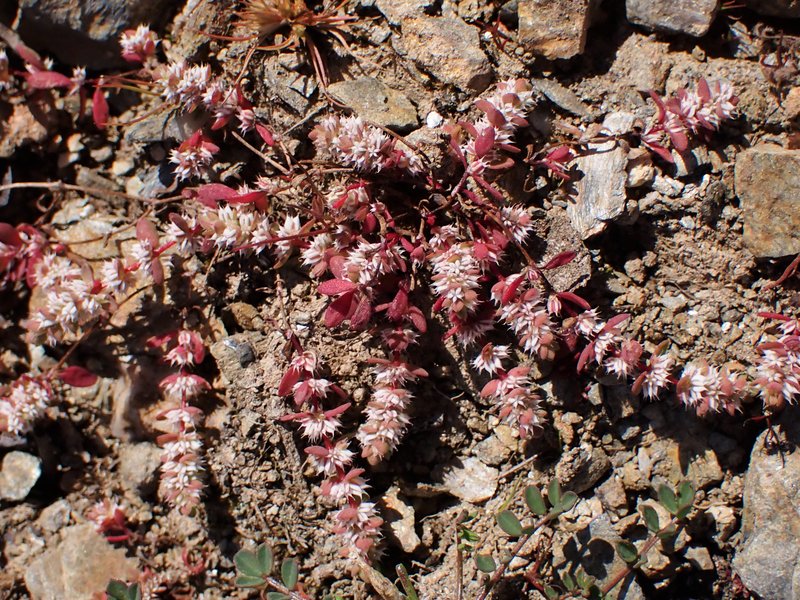 Coral Necklace photo 7