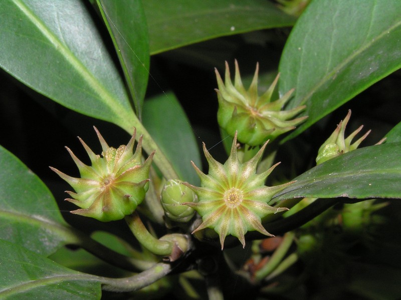 Illicium angustisepalum