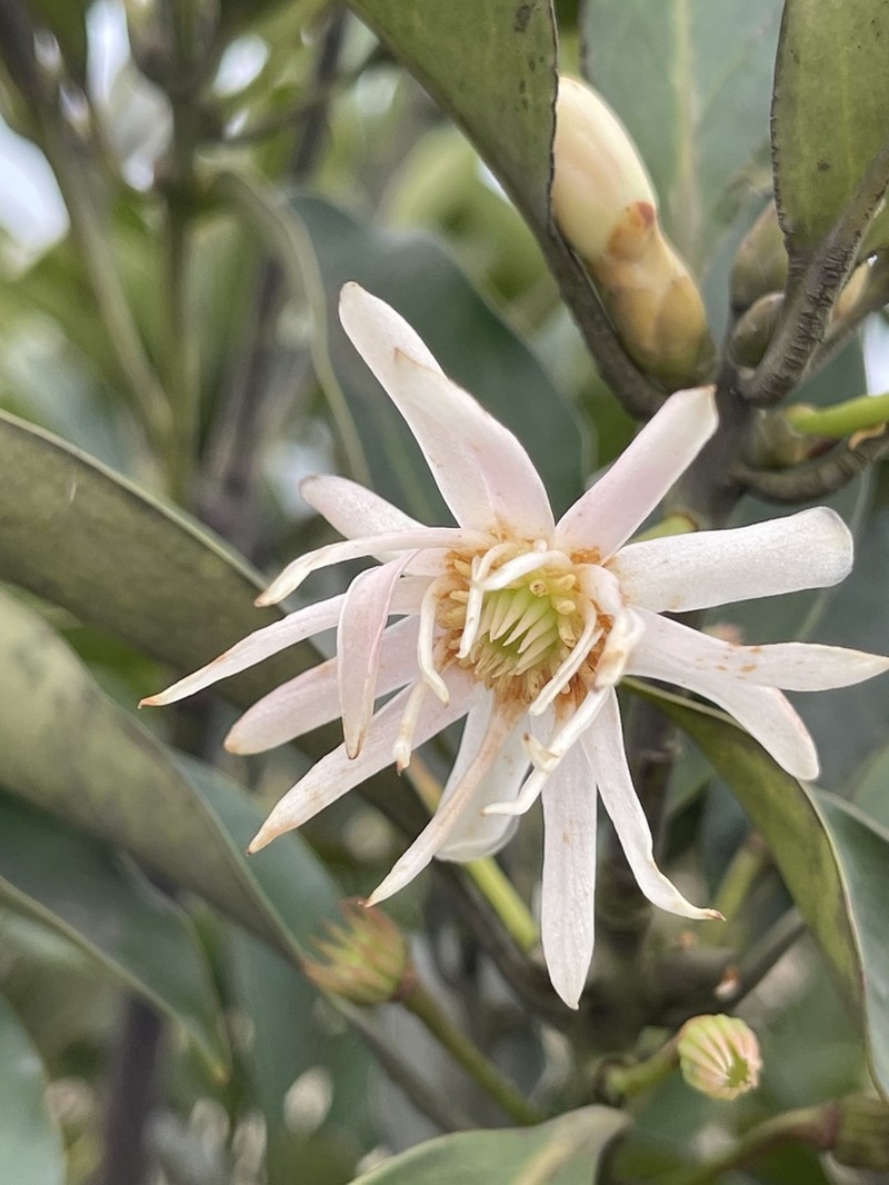 Illicium angustisepalum photo 2