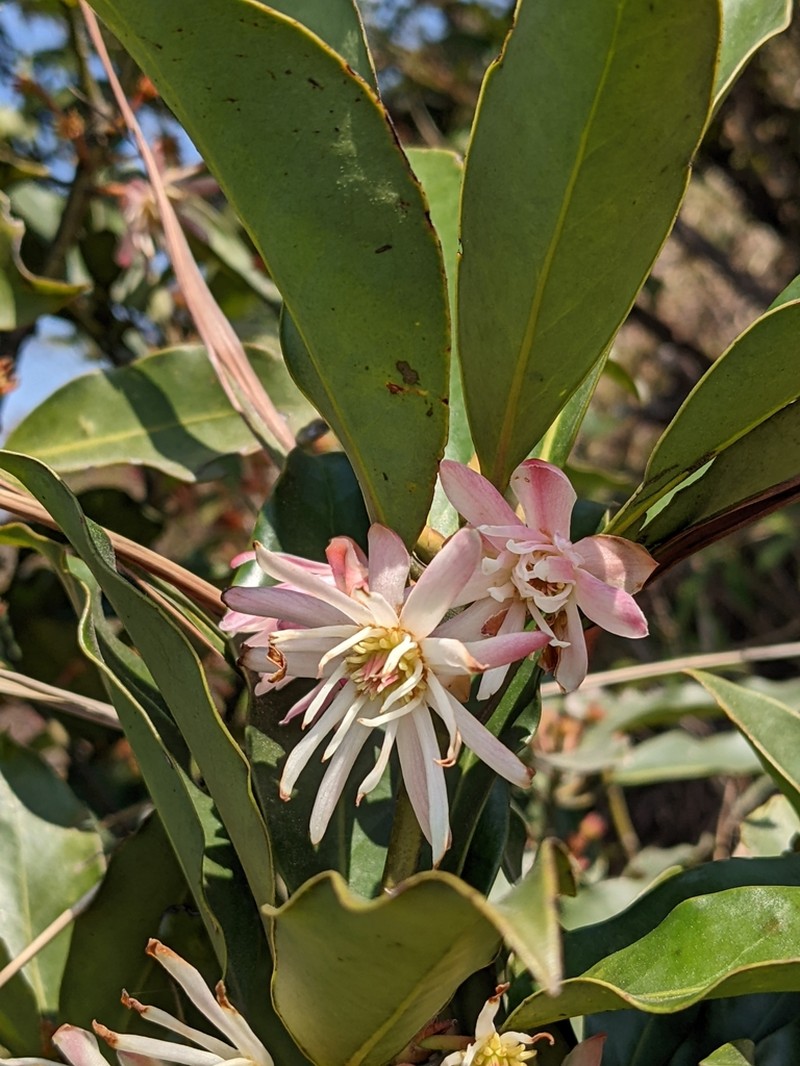 Illicium angustisepalum photo 3