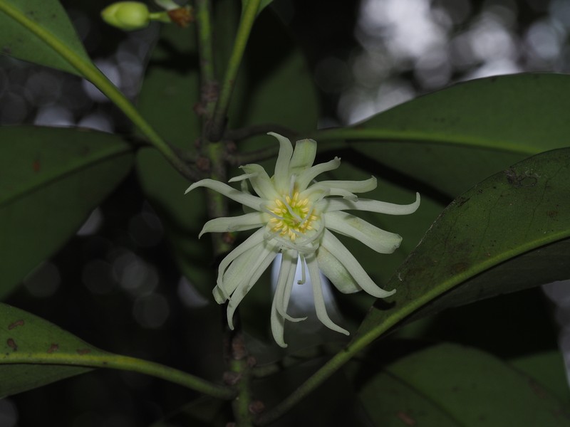 Illicium angustisepalum photo 4