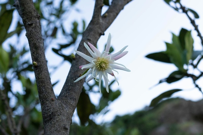 Illicium angustisepalum photo 5