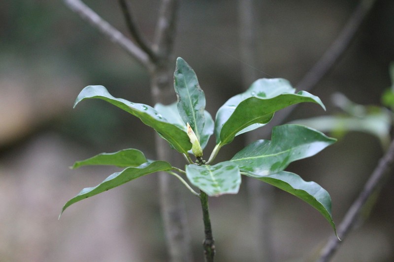 Illicium angustisepalum photo 6