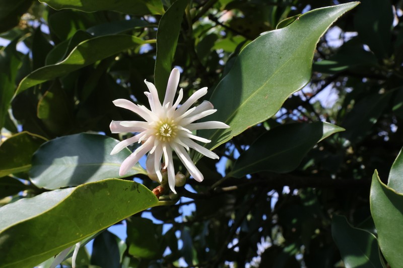 Illicium angustisepalum photo 7