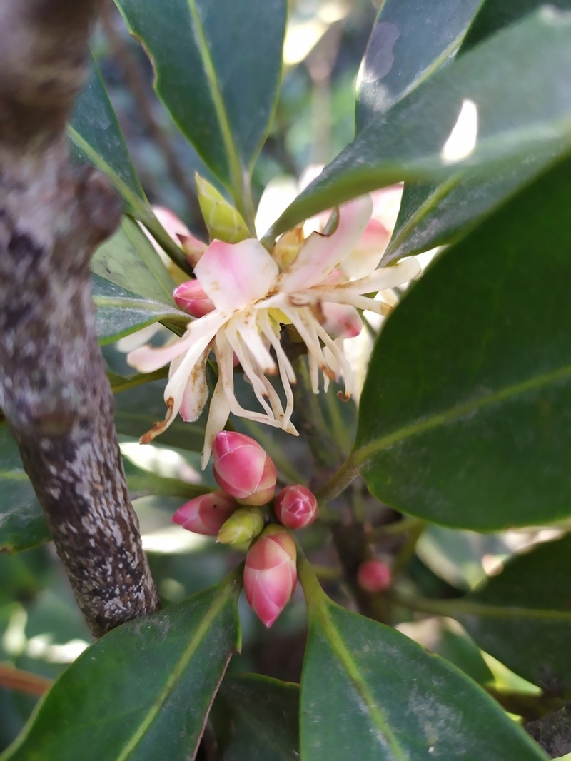 Illicium angustisepalum photo 8