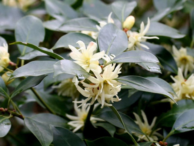 Illicium anisatum