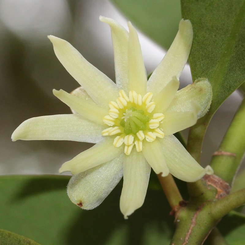 Illicium anisatum photo 2