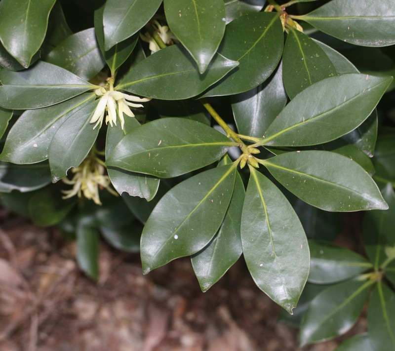 Illicium anisatum photo 3