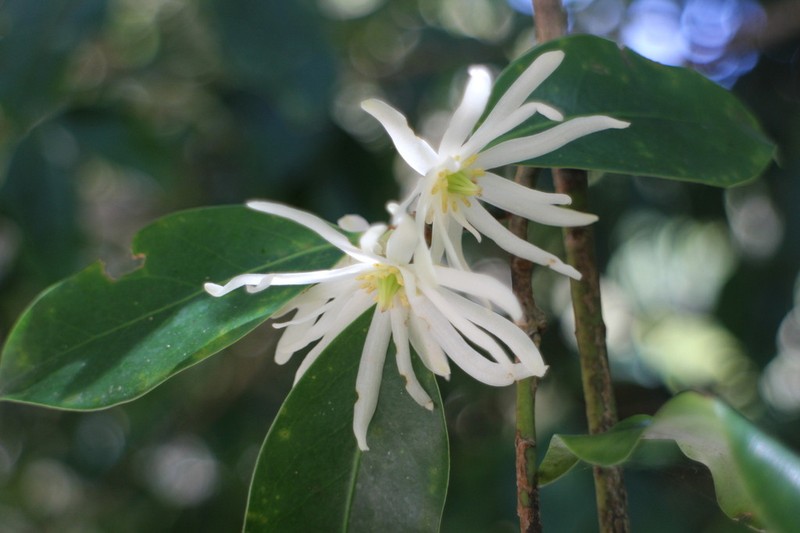 Illicium anisatum photo 4