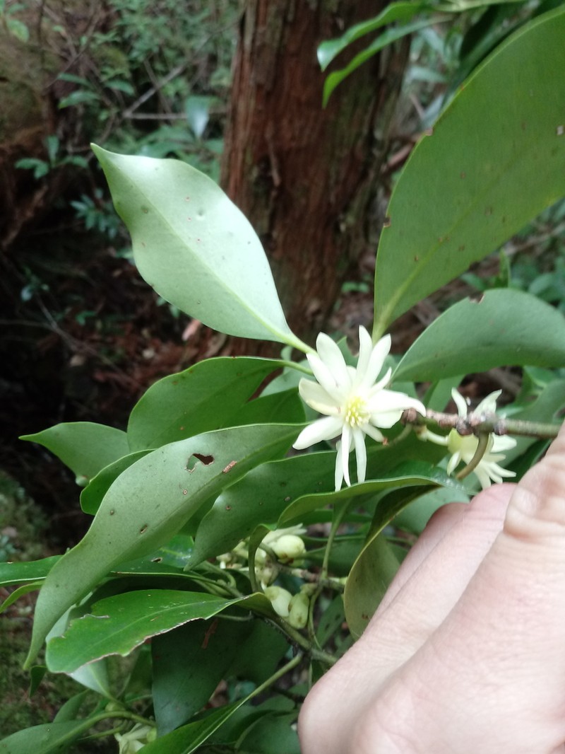 Illicium anisatum photo 5