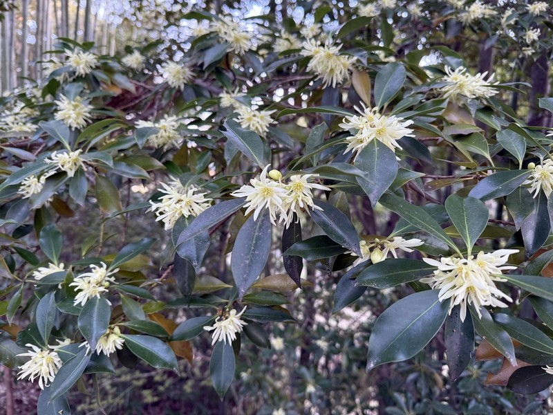 Illicium anisatum photo 6