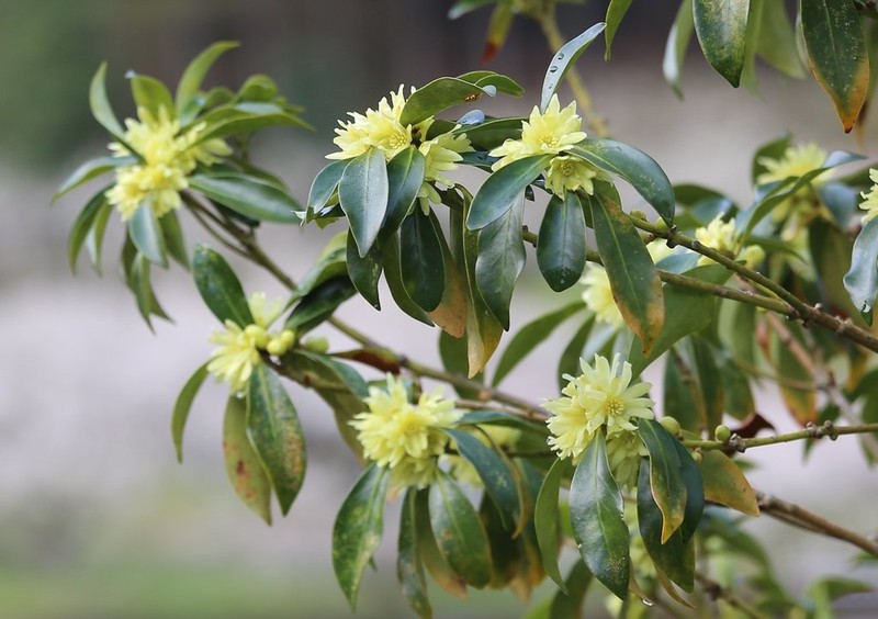 Illicium anisatum photo 7